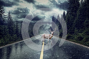 Storm with rain on the street. Deer standing in the middle of th