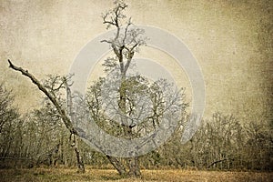 Storm Ravaged Southern Live Oak Tree