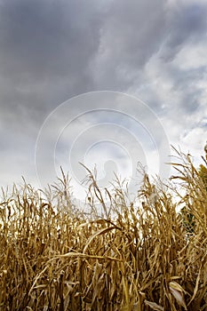 Storm Risk on Corn Field