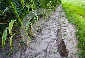 Storm runoff in corn field photo