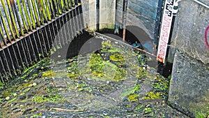 Storm Sewer Water Canal Clogged with Sludge Silt Duckweed