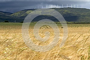 Storm and thunder, windmills and corn field photo