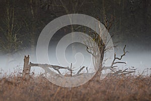 Storm tree damge with morning mist photo