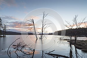 Storm tree at Loch Mallachie in the Cairngorms National Park.