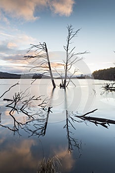 Storm tree at Loch Mallachie in Scotland.