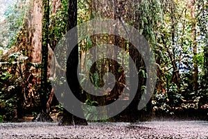 Storm in a tropical jungle forest