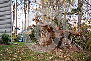 A storm uprooted tree
