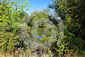 Storm Water Pond - Boise, Idaho