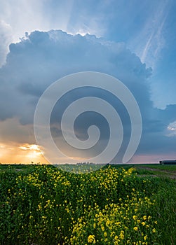 Stormcloud over a field with yellow rapeseed