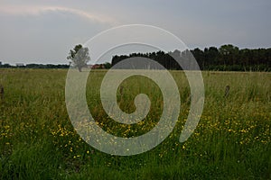 Stormclouds and flower field