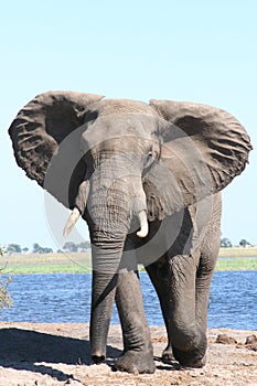 Storming bull elephant