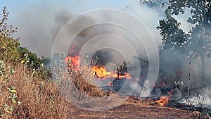 Storming and raging fire in the forest