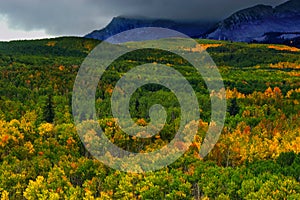 Storms Over The Aspen Forest