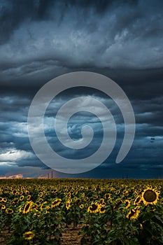 Storms Over The Sunflowers