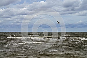 Stormy Baltic sea with clouds and flying seagull