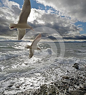 Stormy beach