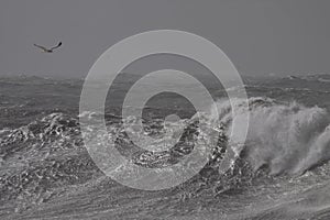 Stormy breaking waves