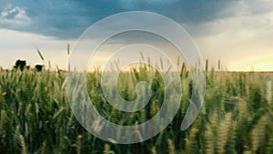 Stormy clouds are gray-blue over the field with grain wheat Evening time sunset dark Summer