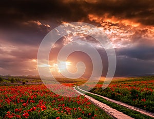 Stormy clouds over the road in field. flowering hills with poppies