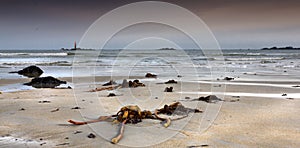 Stormy coastline in low tide photo