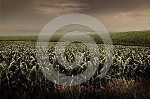Stormy Cornfield