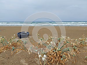 Stormy day on the beach. Boat on the beach. White flowers in the dunes.