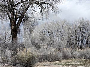 Stormy day among cottonwoods near the Colorado River