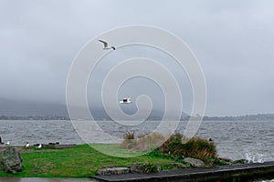 Stormy day over lake Rotorua. Seagulls struggling against strong wind