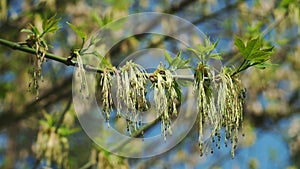 Stormy flowering of ash-leaved maple tree in late April