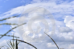 A stormy horizon with blue clouds over a cornfield