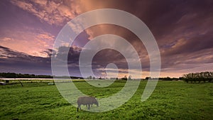 Stormy morning skies on the meadow