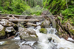 Stormy mountain river in the forest in Altai, Russia