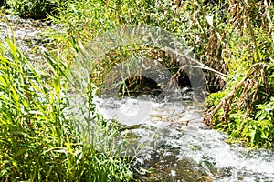 Stormy mountain stream among tall grass in the mountains of Armenia.