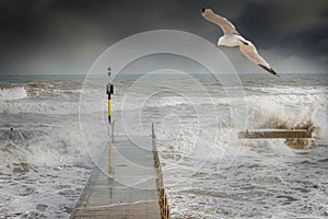 Stormy ocean waves splashing  with a seagull