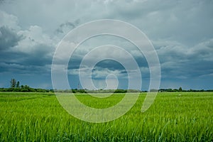 Stormy rainy dark clouds and a green field of grain