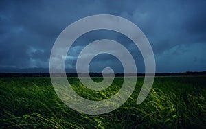 Green wheat field with stormy rainy dark clouds over the Western Plain of Romania.