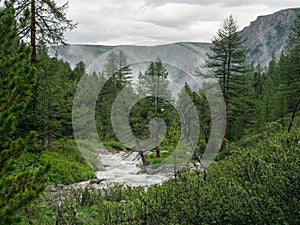Stormy river in a coniferous mountain forest. Awesome highland scenery with beautiful glacial streams among sunlit hills and rocks