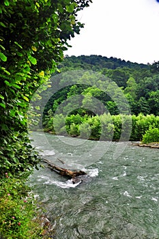 Stormy river Malaya Laba at the foot of the Caucasus Mountains