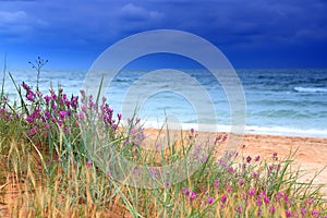 Stormy sea beach