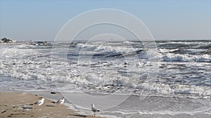 Stormy sea. Sea waves during storm running on sandy beach of sea shore sunny day