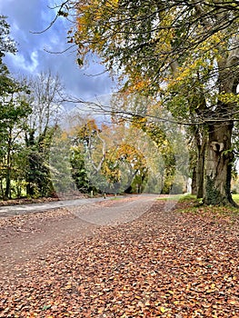 Stormy skies in autumn woodland