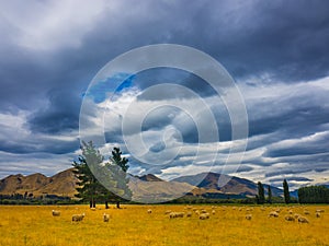 Stormy skies over sheep country