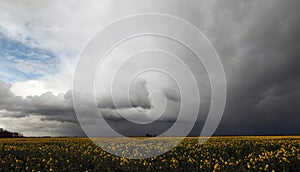 Stormy skies over a yellow field