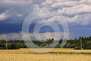 Stormy sky on a background of ripe yellow wheat in the field