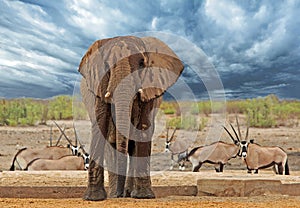 Stormy sky in Etosha with Large Bull Elephant looking directly into camera