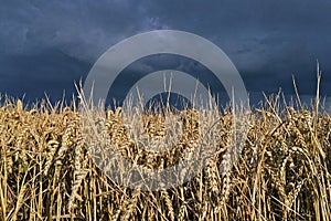 Stormy sky over field of wheat