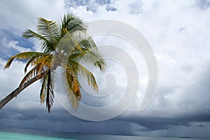 Stormy sky and palm tree