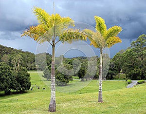 Stormy sky, palm trees, grass lands, scene