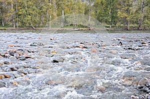 A stormy stream of a shallow mountain river with stones sticking out above the water, flowing through the forest
