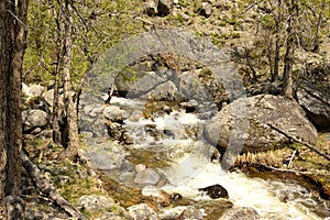 A stormy stream of a stream flowing from the mountains through a spring forest bends around large stones in its bed
